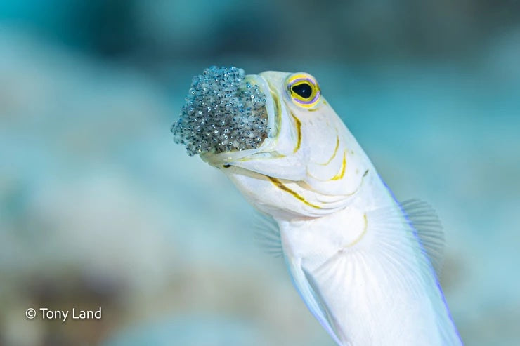 Getting the shot - Jawfish with eggs – Reef Photo & Video
