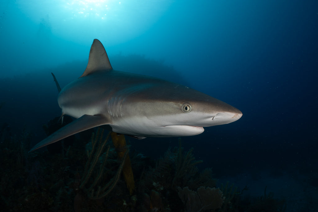 CUBA-Z8-reef_shark_1024x1024. CUBA-Z8-reef_shark_1024x1024.