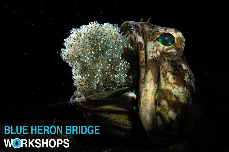 Blue Heron Bridge PHOTO Workshops - New Dates for 2026!