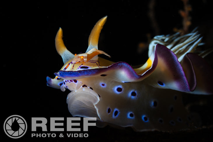 Bali Underwater Photo Workshop, at Alam Batu