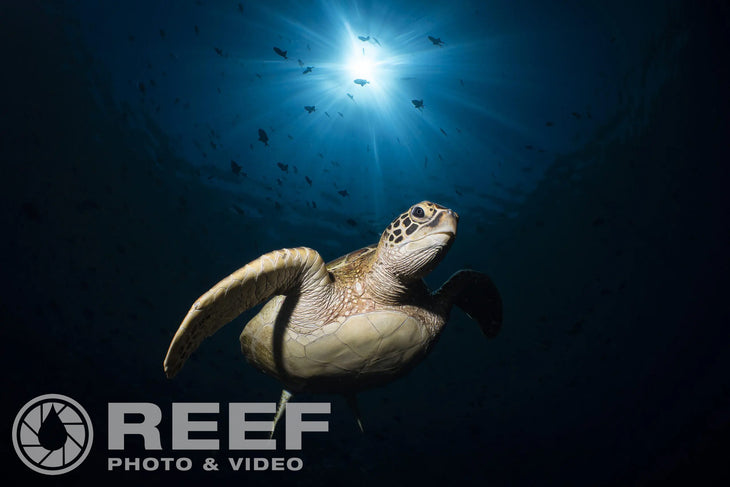 North Sulawesi Underwater Photo Workshop