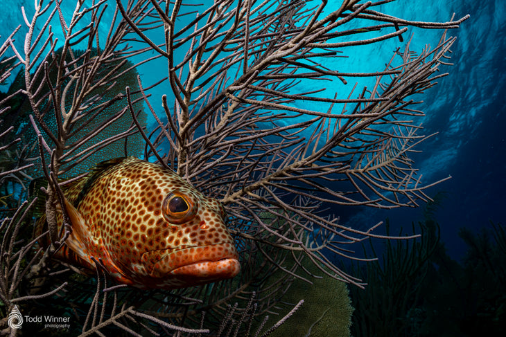 Grand Cayman 7 Day Workshop 9/5-9/12 2026