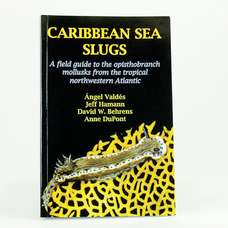 Caribbean Sea Slugs